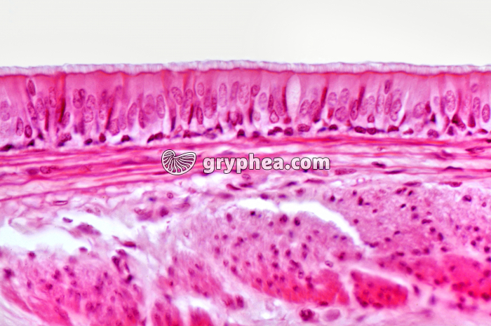 Trachée x160 - gryphea.org